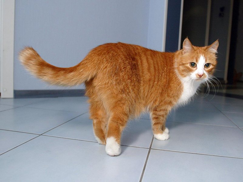 Рыжего кота спасли из вентиляции жилого комплекса в Королёве