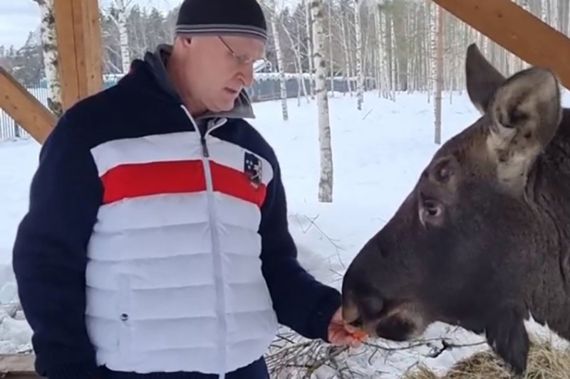 Депутат Госдумы нашёл приют для лося-сироты в частном хозяйстве под Черноголовкой
