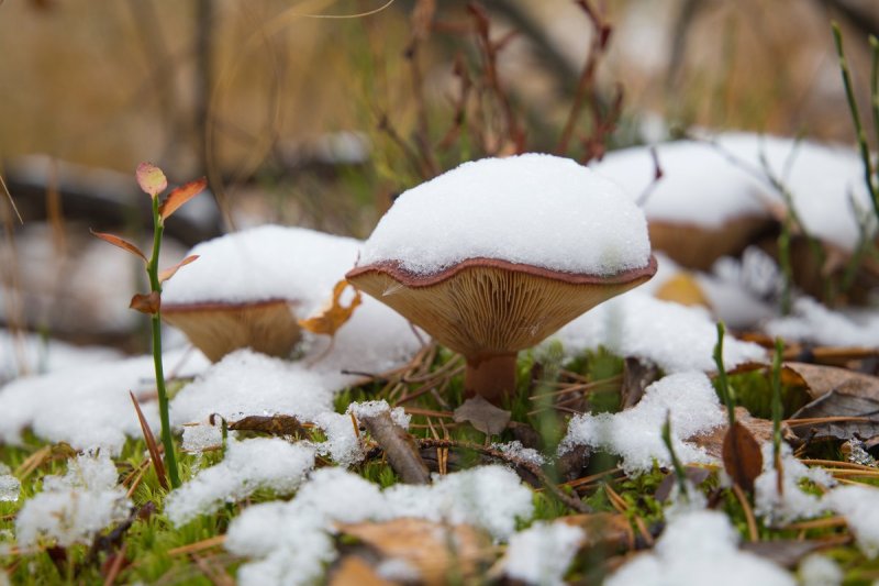 Сезон зимних грибов закончился в Подмосковье