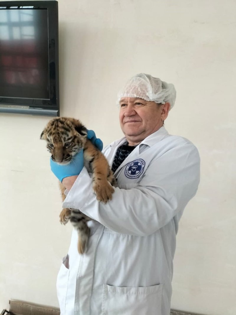 Два амурских тигренка родились в Московской области