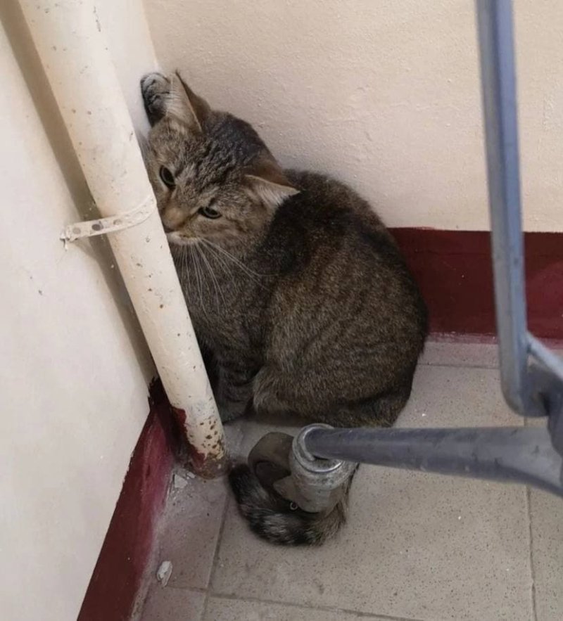 Под Одинцово нашли брошеного кота в переноске