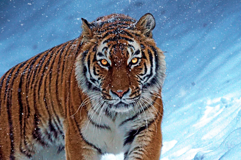 В Истре устанавливают обстоятельства появления у жителя бенгальских тигров
