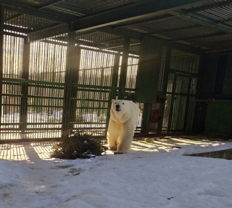 Из Ижевска в Подмосковье приехала белая медведица Пурга