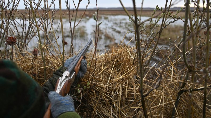В Московской области начался сезон охоты на селезня