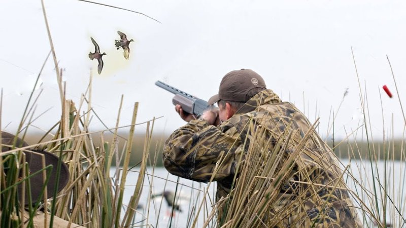 В Московской области начался сезон охоты на селезня