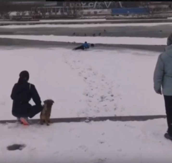В Красногорске спортсмен спас собаку, провалившуюся под лед