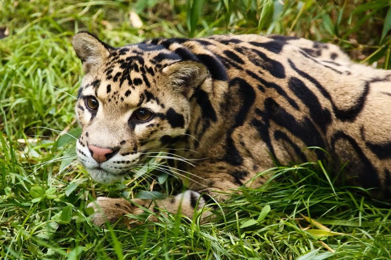 Две самки уникального леопарда осваиваются в зоопитомнике под Волоколамском