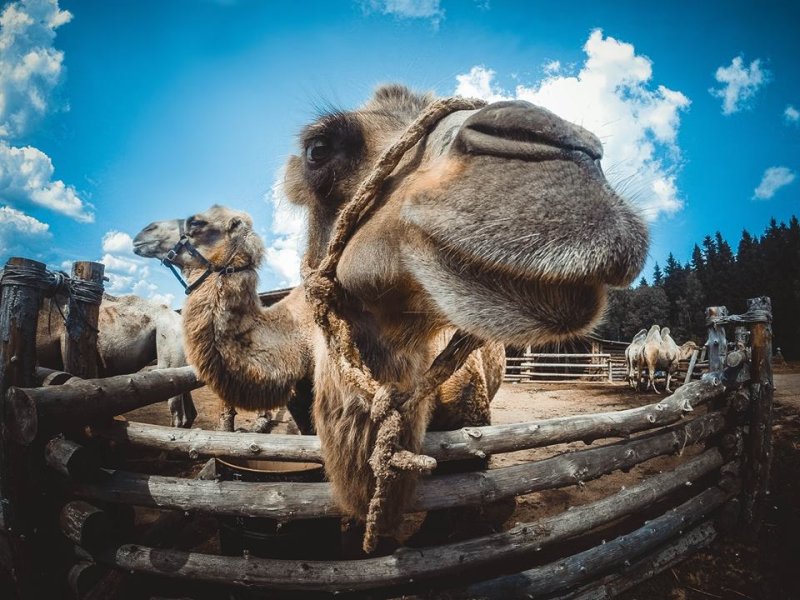 Верблюжонок родился в подмосковном этнопарке «Кочевник»