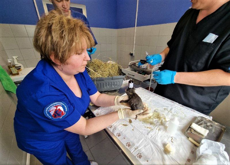 Спасенные в Волоколамске лисята переданы ветеринарам