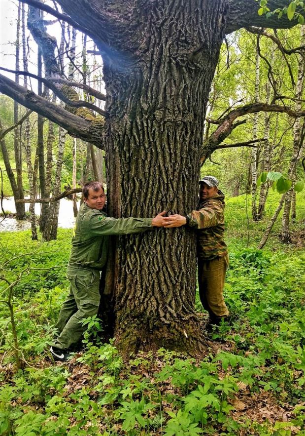 В Ступинском лесничестве найден дуб-долгожитель