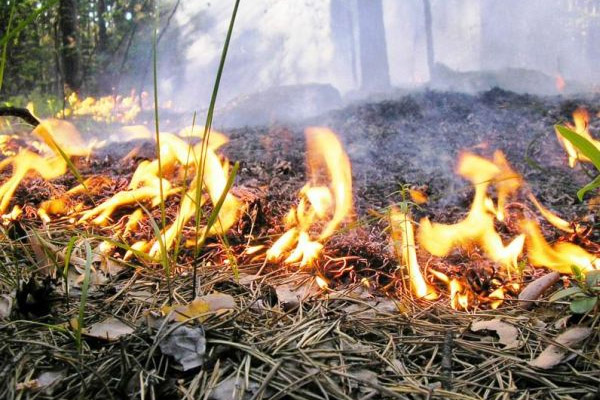 За прошедшую неделю в подмосковных лесах ликвидировали три пожара