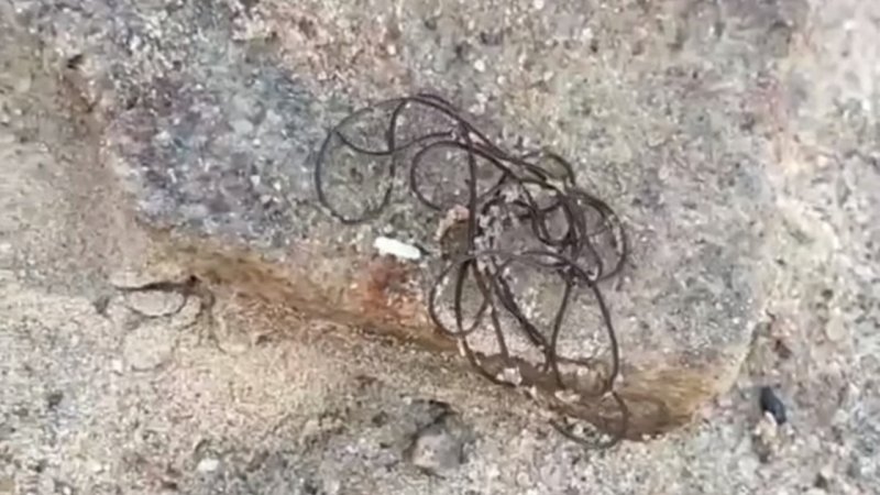Двухметровые черви-паразиты в водоемах испугали жителей Подмосковья
