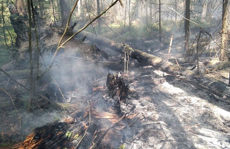 За первые дни июля ликвидировано восемь пожаров в лесах Подмосковья