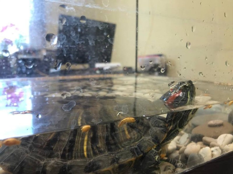 Сотрудники сортировочной ленты в Кашире  спасли завернутую в целлофан черепаху