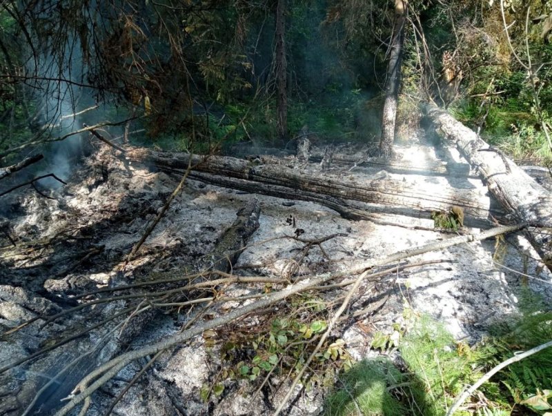 Три лесных пожара ликвидировано в Подмосковье 2 августа