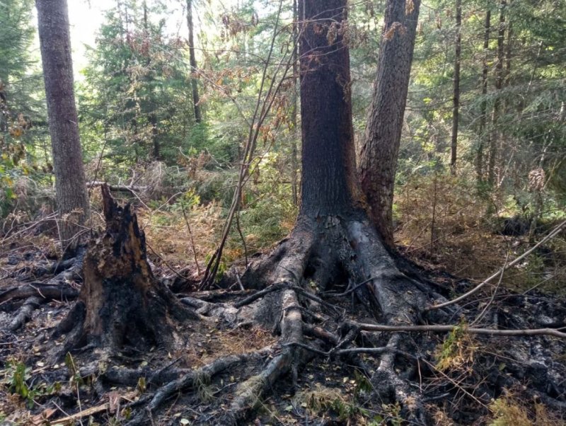Три лесных пожара ликвидировано в Подмосковье 2 августа