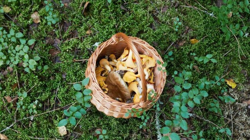 В Подмосковье назвали лучшие округа для сбора грибов