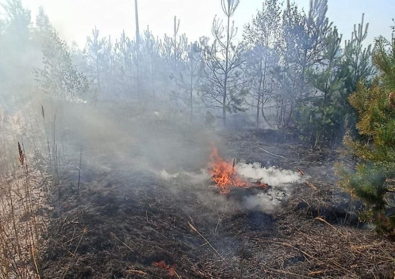 26 лесных пожаров ликвидировано за первую неделю августа в Подмосковье