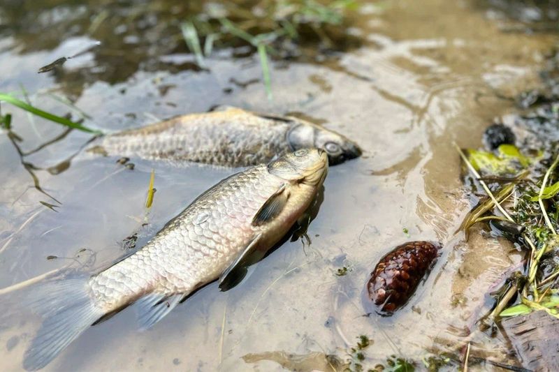 Жители Шаховской сообщили о массовой гибели рыбы