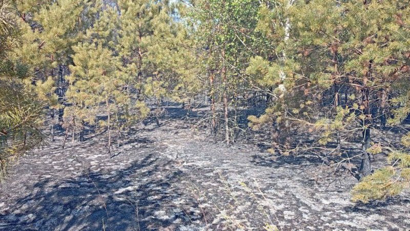 Десять пожаров в лесах Подмосковья ликвидировано за первые выходные сентября