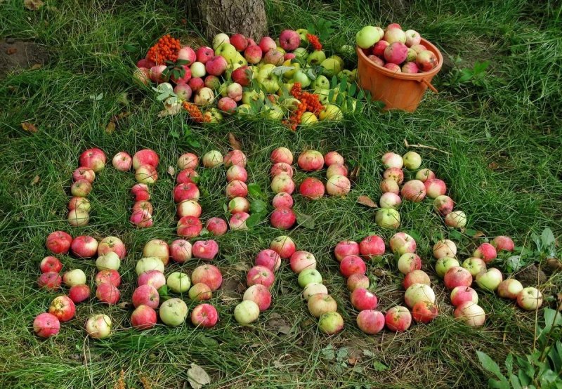 В Городском округе Пушкинский стартовала традиционная акция "Тут едут яблоки и арбузы! Прямо на переработку!"