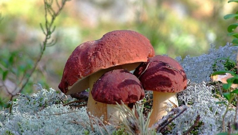 Синоптики прогнозируют, что начало грибного сезона в Подмосковье начнется в будущие выходные