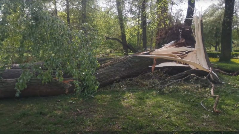 В Люберцах дерево упало и придавило двух женщин