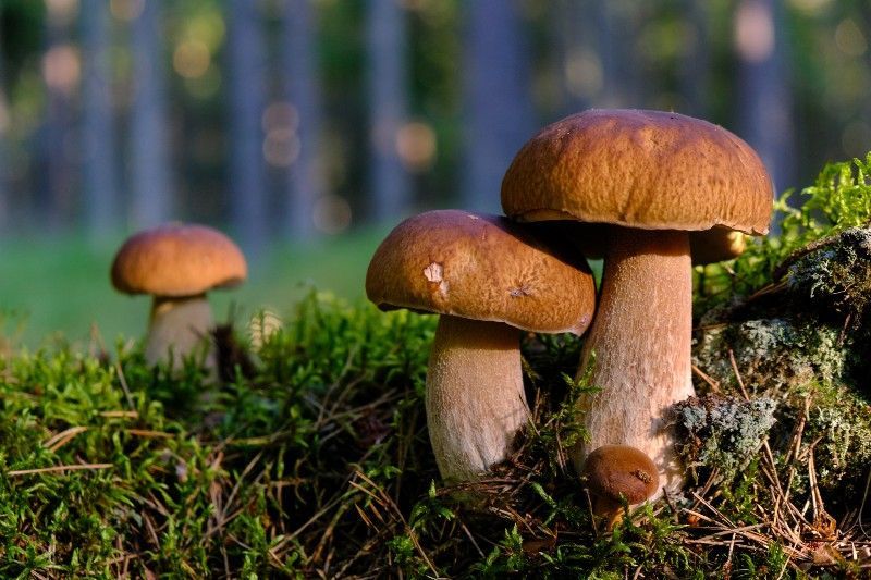 В Подмосковье составили список самых грибных мест
