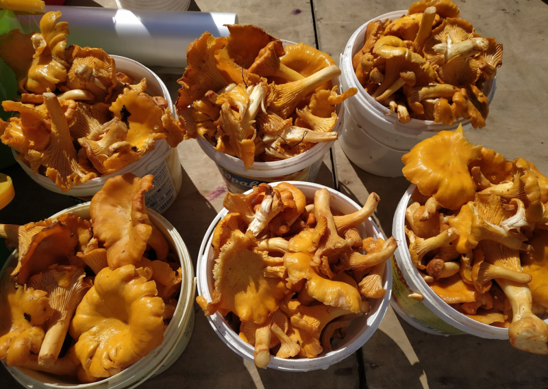 Ветеринарные специалисты проверили более 580 проб грибов и ягод на подмосковных рынках