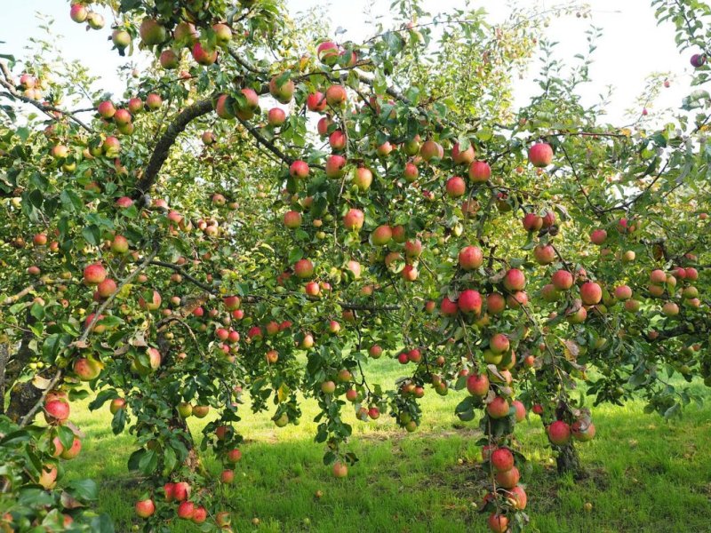 Новый сад из 2800 яблонь высадили в Подмосковье