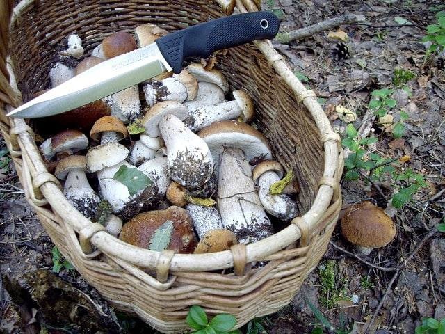 Житель Наро-Фоминска едва не погиб, отправившись за грибами