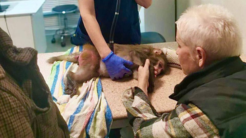 Пушкинские ветеринары спасли жизнь цирковой обезьянке