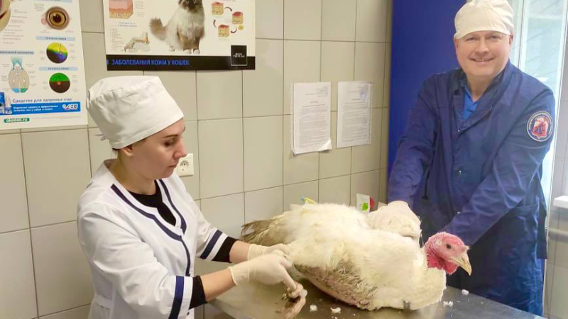 В Подмосковье ветеринарные специалисты спасли белого индюка