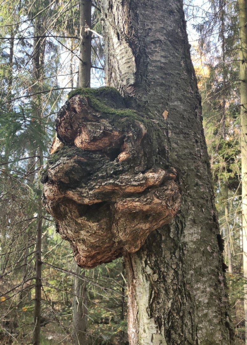 Красноармейские лесничие обнаружили крупный нарост на дереве