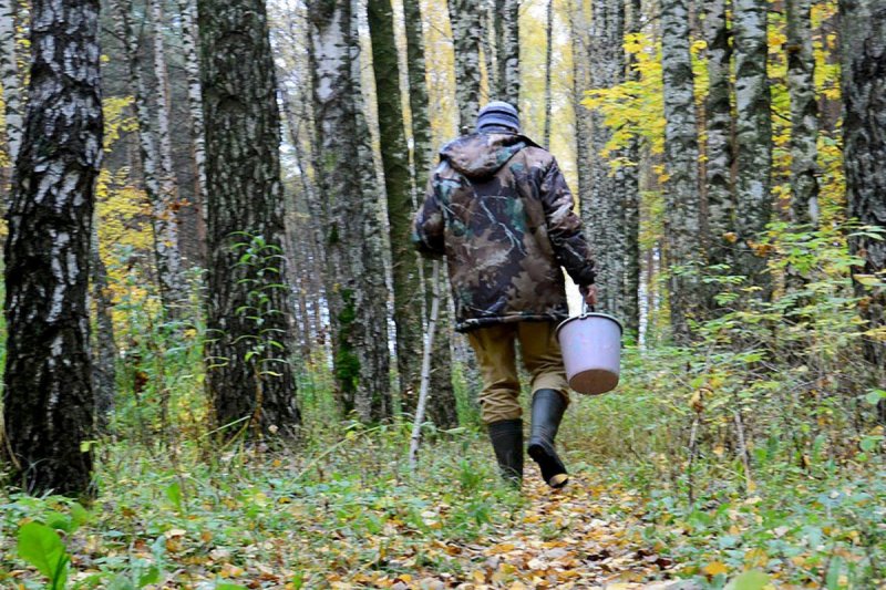 Октябрь стал пиковым месяцем по потерявшимся в лесах Подмосковья