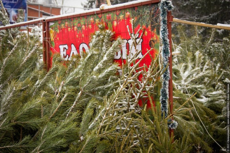 Елочные базары в Пушкинском округе откроются 1 декабря
