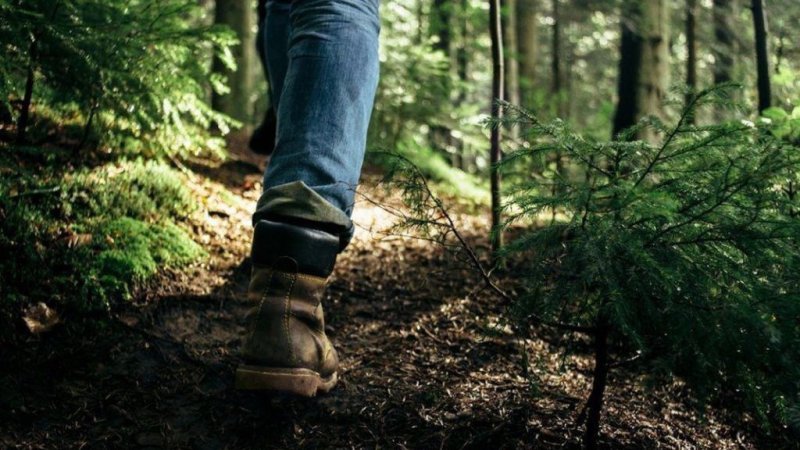 Пушкинцам дадут советы по выживанию в лесу
