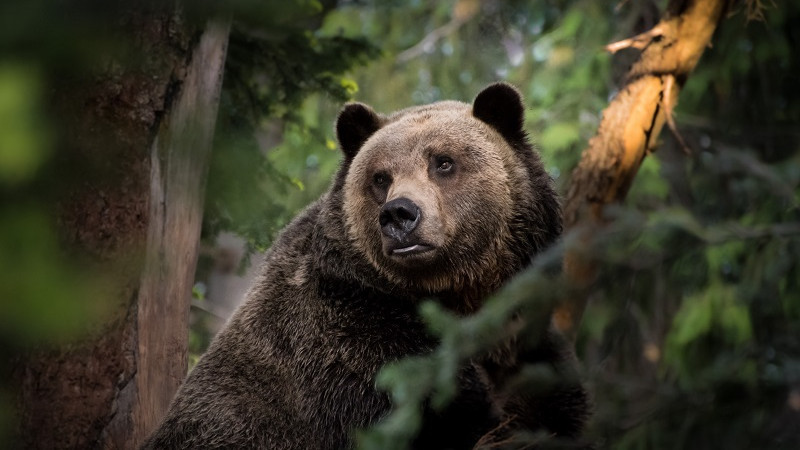 Местообитание бурого медведя обнаружили в Клину