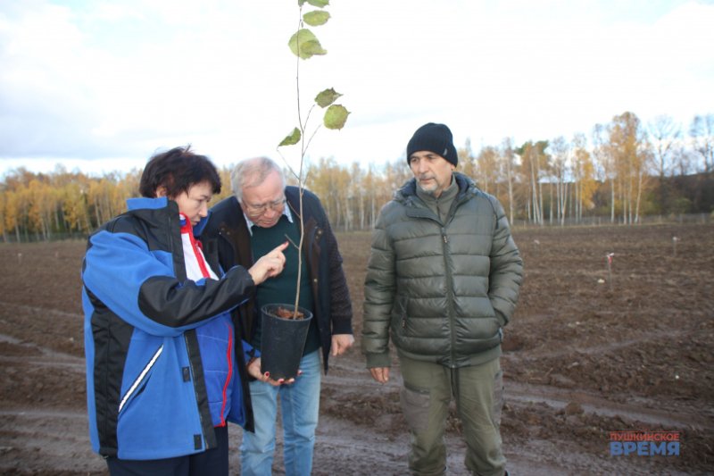 В Ивантеевском лесопитомнике вырастят самый крупный в мире фундук