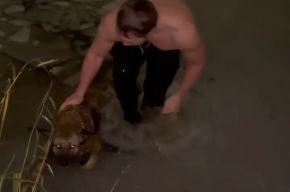 В Долгопрудном парень вытащил из пруда тонущую собаку