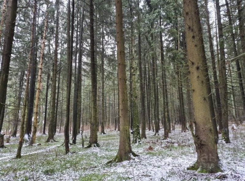 Арендовать лесной участок в Подмосковье пушкинцы могут без аукциона с помощью онлайн-сервиса