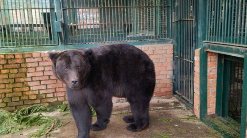Подмосковные ветеринары обследовали медведя из зоны боевых действий в ЛНР