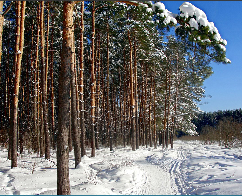 В Пушкинском округе выявлены факты самовольных занятий лесных участков