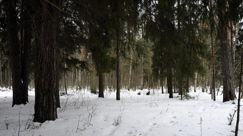 В Орехово-Зуево лесничий приютил и выходил детеныша лосихи