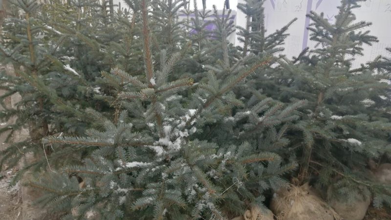Порядка двух тысяч елей и сосен для новогодних праздников подготовили к продаже в Ивантеевке