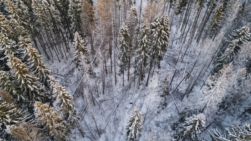 В городском округе Пушкинский проведено лесопатологическое обследование с применением БПЛА
