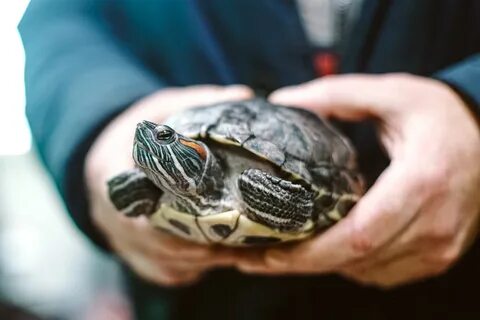 Кросноухую черепаху выбросили в мусор в Домодедове