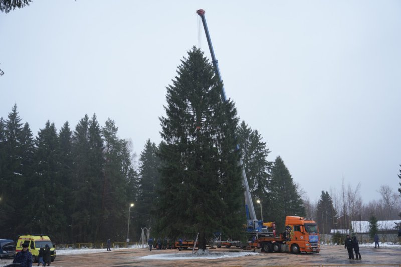 Главную новогоднюю елку страны спилили в Волоколамском городском округе