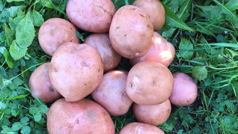 Четыре новых сорта картофеля вывели в Московской области