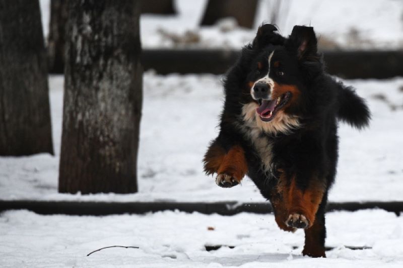 Пушкинцам рассказали, как защитить лапы собаки от реагентов зимой